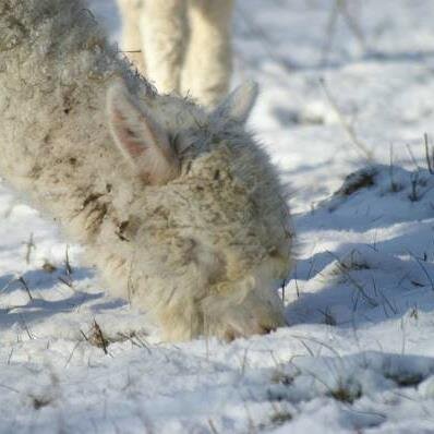 HortenseSalvato's profile picture. Hortense Salvatore coats appeal to a woman who is independent, sophisticated and confidant, who values comfort and seeks to express her feminine brilliance