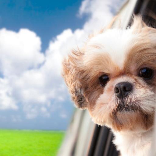 EEKingswood's profile picture. Road Safety Advocate