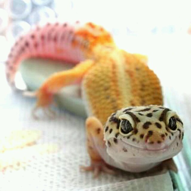 レオパ3匹、コーンスネークと暮らしてます。I have three leopard geckos and snake. Thank you.