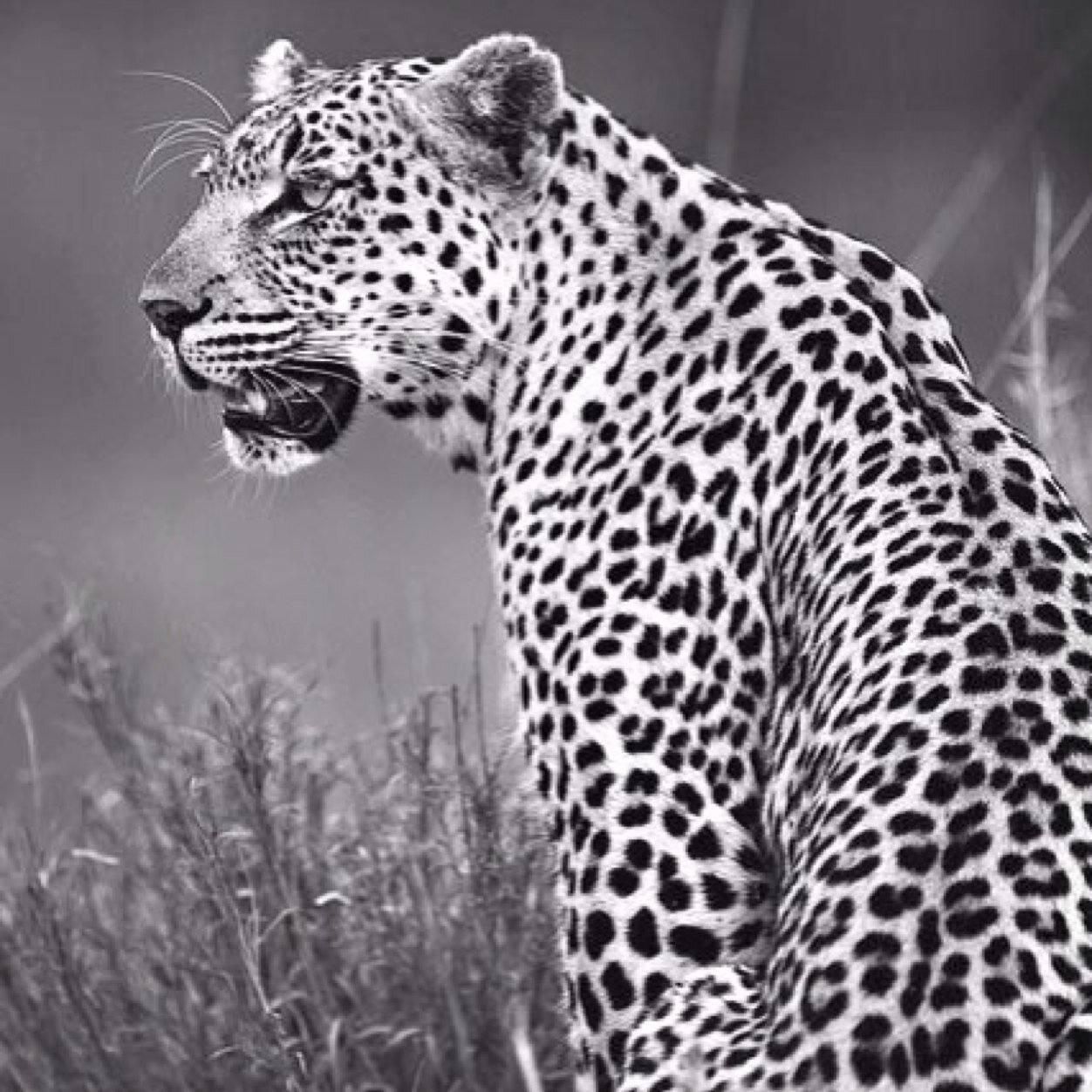 malaani1's profile picture. 