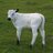 nativebreedsGB's profile image