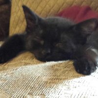 Margaret Metz (@mmetzwriter) 's Twitter Profile