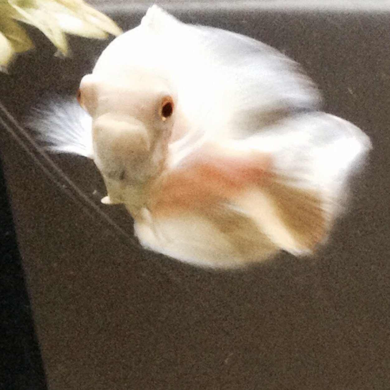 Salt and Freshwater aquarium fish