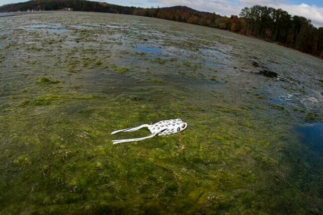 12gaedge's profile picture. 