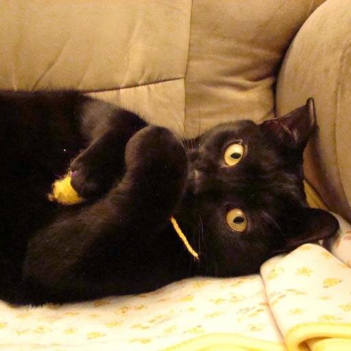 I am me and a momma to a crazy black cat that I absolutely love! She/her