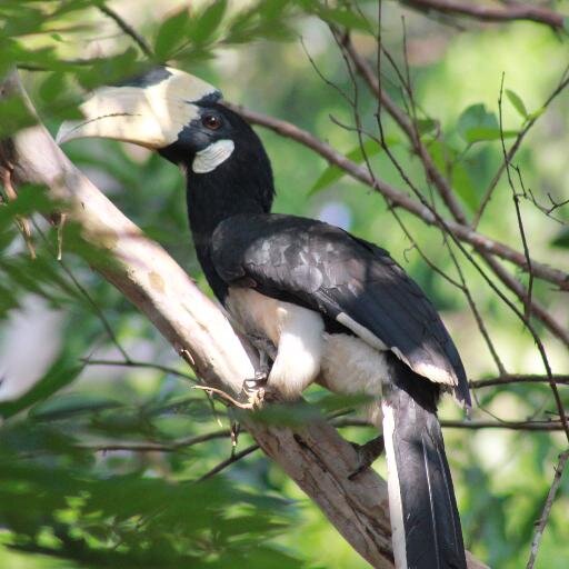 ...#homestayingoa
...life with a Goan #family in #Aldona #Goa
... #birdwatchers #gardeners #nature #photography
... #ancestral #history

Follow us and retweet