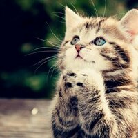 dardanelton (@fcelm) 's Twitter Profile