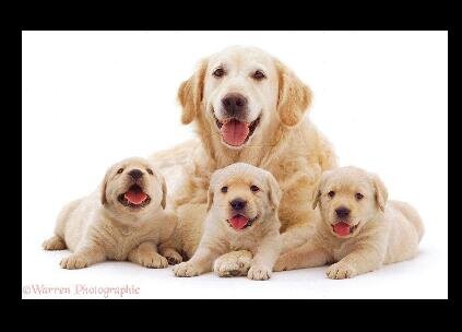 Jual Anjing Ras Dogloversind Twitter