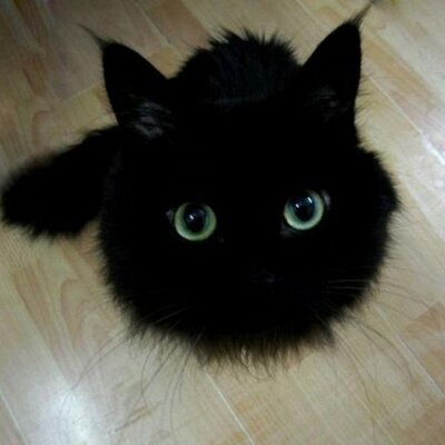 黒にゃんこ Daichanblue Twitter 黒にゃんこ Daichanblue Twitter