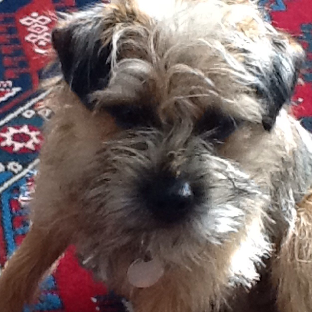 griffborder's profile picture. Hi my name is griff, I was born in july 2012 on cidermill farm. I love food, sleeping, long walks, cuddles and playing with my friends. #btposse member