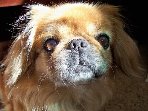 A dog's life:  Twitters from Darla the Pampered Pekingese who watches TV