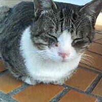 inouetmko (@inouetmko) 's Twitter Profile