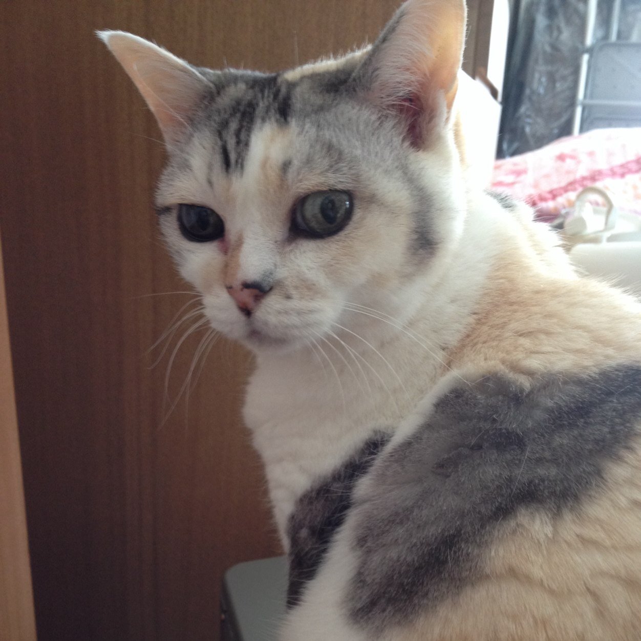 miyatomomon's profile picture. マイペースなおとぼけさんです。 #バイオリン#英会話