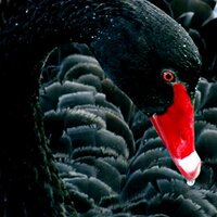 Save White Swan SE7 πΊπ¦ (@whiteswanse7) 's Twitter Profile