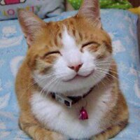 Catherine Fox (@focafox) 's Twitter Profile