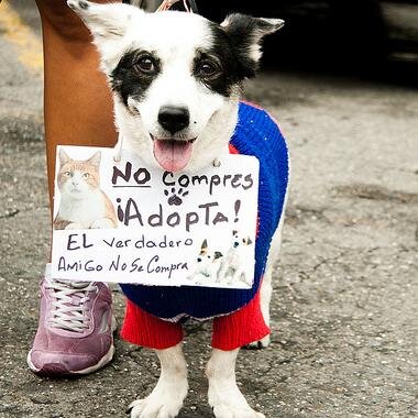 Twitter creado para la ayuda de los animales abandonados. Difundimos con la finalidad de que cada uno de ellos encuentren el hogar que se merecen.