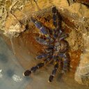 Troy Lucas watson - @TarantulaTroy - Twitter