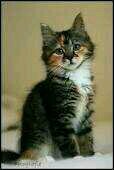I'm Szamboekakit, a pretty & strong kit. Mom Mousestar Dud Whiptail No mate.