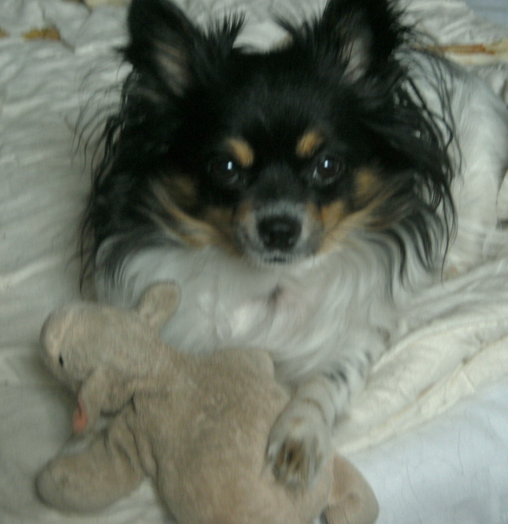 Hunde-Närrin, Tier-Versteherin