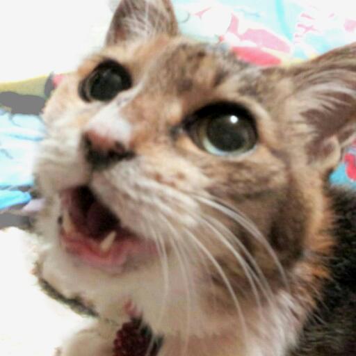 雑多垢です専垢ではないので色々呟きます 流れてきた素敵なツイートにいいねしがち 好きな物→ アニメ/読書/競馬/水樹奈々/酸欠少女さユり/天然石/鉱物/ラーメン/マカロニえんぴつ/石崎ひゅーい/ふざしょま!
アイコン ちび ヘッダー モップ 2匹とも🌈🐱
2021.5.31保護猫カフェより白黒猫のピコを家族に