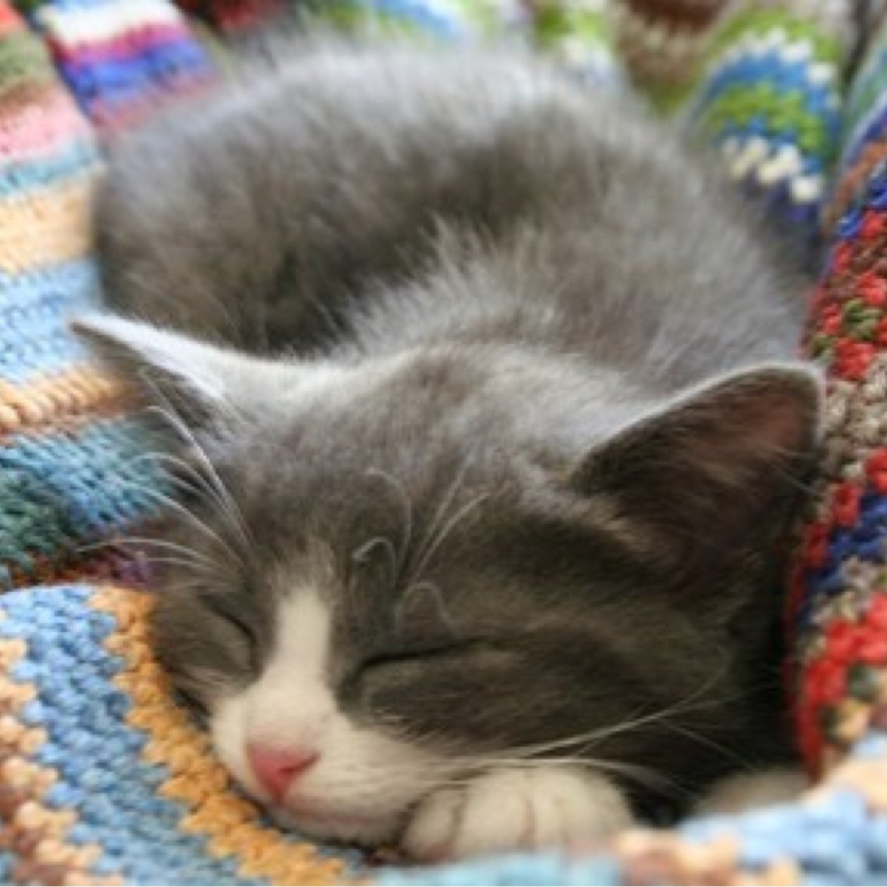 Pet Knit (@PetKnit) Twitter