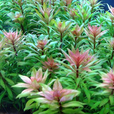 水草の 有 永代熱帯魚 ルドspトルネード 鉢植え を通販サイトにて販売を再開致します 水中葉がぐるぐるにねじれるちょっと変わった種類です レイアウトのワンポイントや珍種コレクターの方にオススメです 永代ファームの水草は通販でもお求め頂け