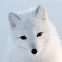 Arctic (@theearcticfox) 's Twitter Profile