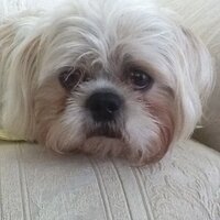 Becca Bides (@bbides) 's Twitter Profile