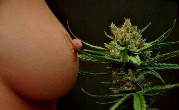 StonerNation KushKittens DM/kik/snap your anon toking pics @ titsntokes420 18+ Don't be shy ;-)