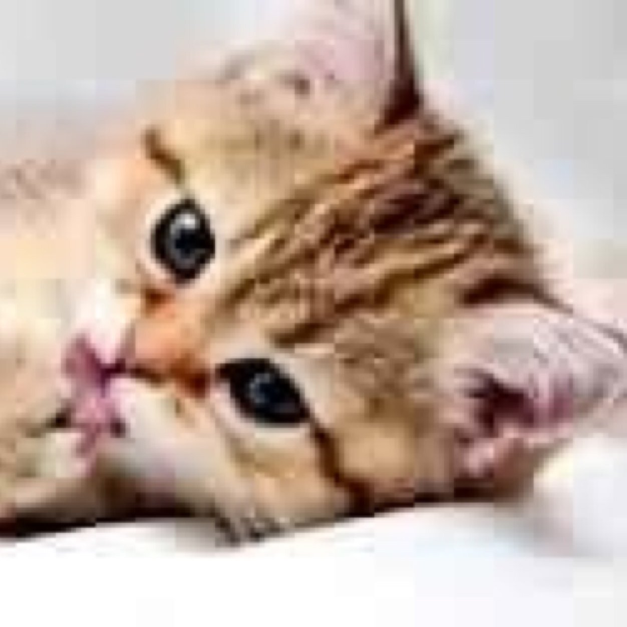 MeImEmily's profile picture. Meow! Im Emily! My big bro is @FireBoltTheCat. Me and him are both homless. Im 2 years old. Im a part of the #UPTSA single. very shy