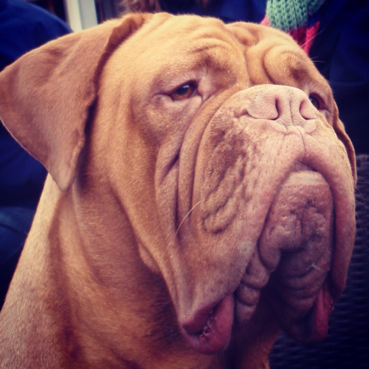 Me be a 7yr old #DogueDeBordeaux. Me live with me humans & sisfur/apprentice @ZolaDogue. ♡ Miss me Dogue De Bordeaux brofur Harvey who went OTRB aged 9yrs old ♡