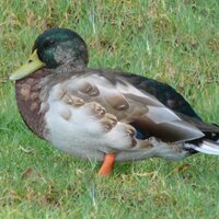 Lea Cohen (@leac) 's Twitter Profile