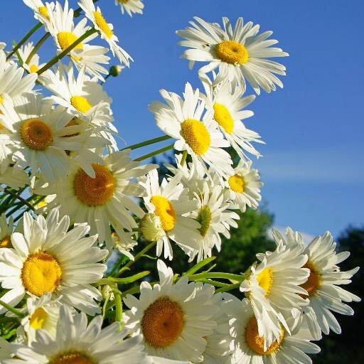 cisco664uk's profile picture. Librarian. Sentinel. Daughter of Rose. Not in the least bit pretentious.