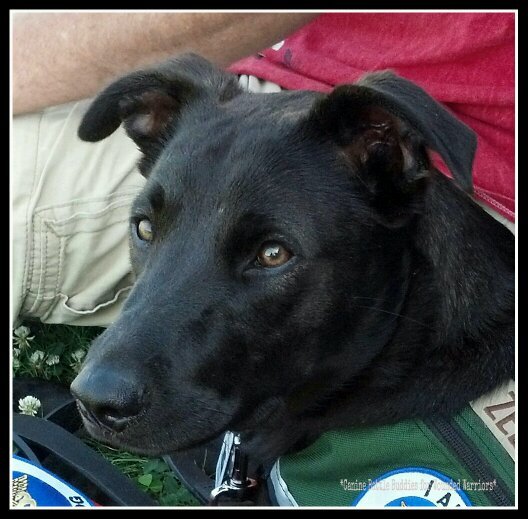 CANINE BATTLE BUDDIES FOR WOUNDED WARRIORS Payin it forward 1Vet 1Dog at a time together savin lives Vets helping Vets train PTSD Service Dogs 4 free local only