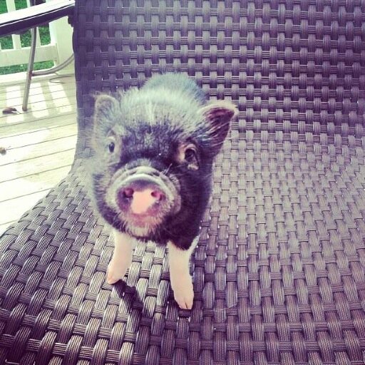 My name is Earl. I'm kind of a PIG deal. I'm raised by 3 Cdn sisters 🍁. I'm a cute pet piglet living in the country.🐷 Enjoy my adventures🐽 #instafamous