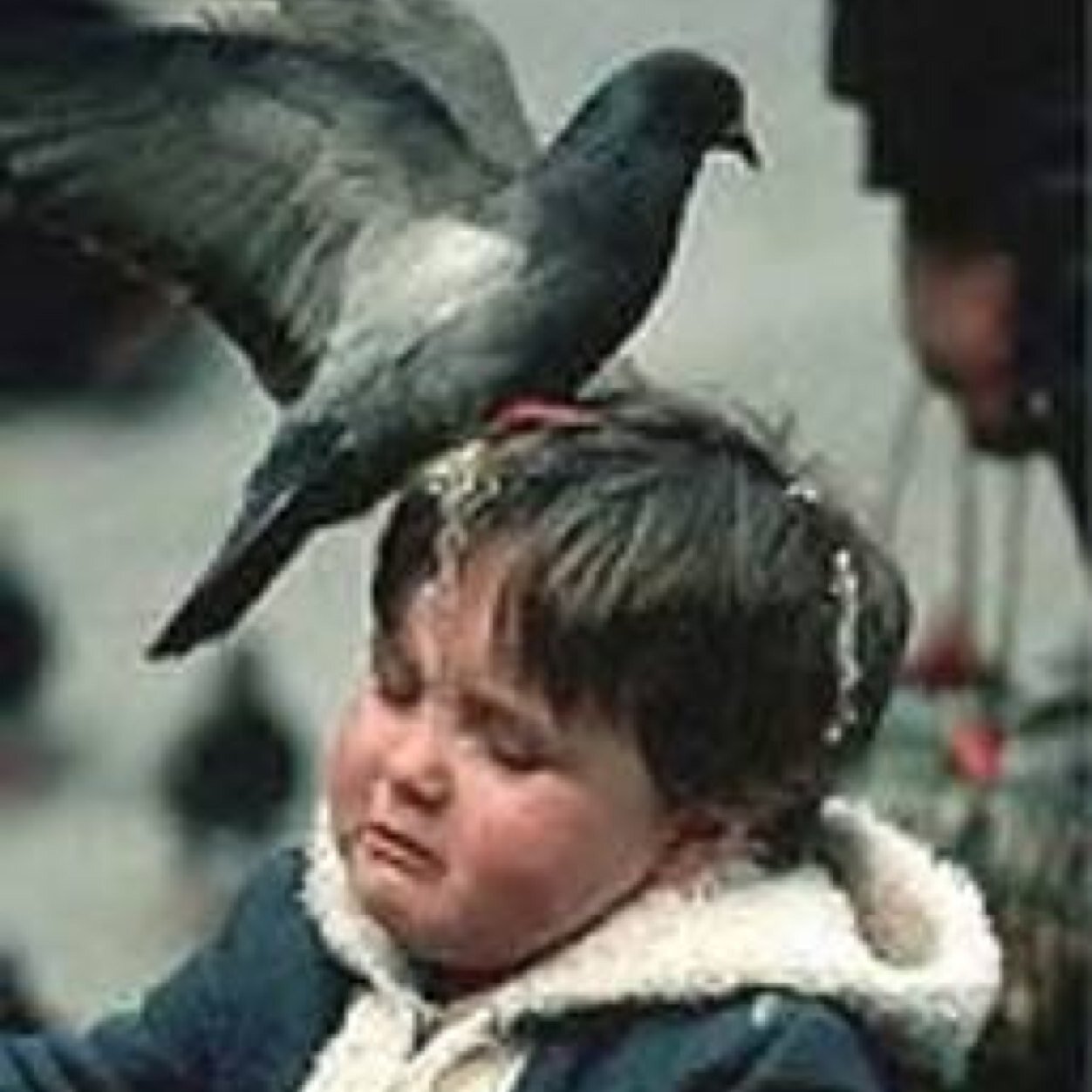 birdpoopharry's profile picture. the poop fell on harry styles.