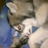 K9 Crusader (@k9_crusader) 's Twitter Profile