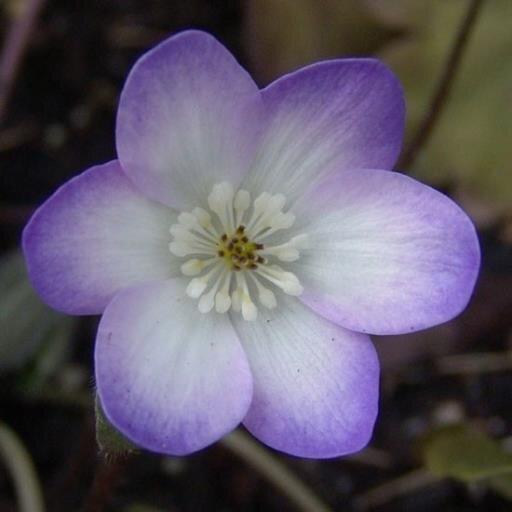 Alpine Gardener, growing hepaticas, cyclamen, galanthus, cypripedium, and lots of other things
Manager of Alpine Garden Society Seed Exchange