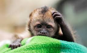 The cutest and funniest animal pictures and memes. Direct Message us any pics you want us to share with the world. We love shoutouts, and always follow back:)