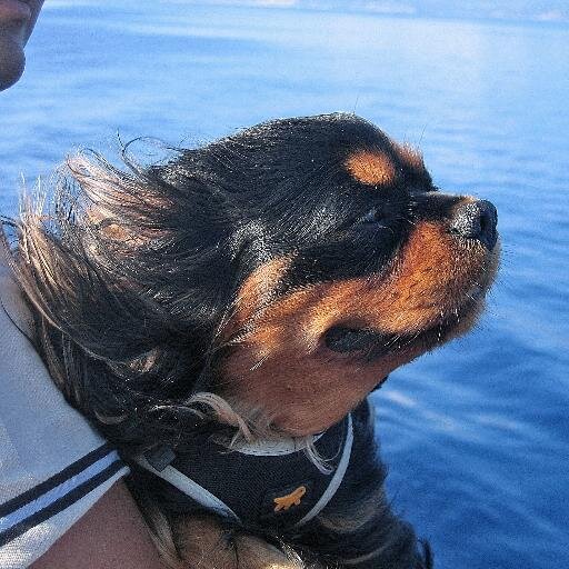 Romancia's profile picture. 