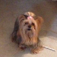 Pat Billups (@pattyb2511) 's Twitter Profile