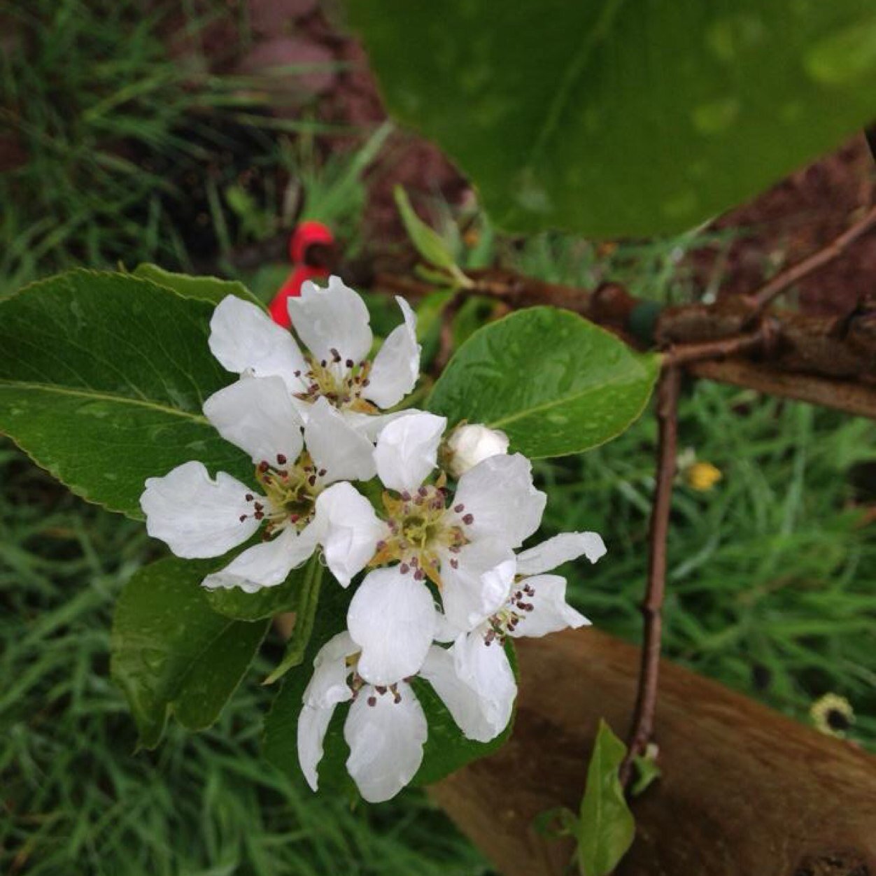 abergavennyorch's profile picture. We're a community orchard, with over eighty fruit trees planted in winter 2012. We're a lovely place. Come see us! Volunteers welcome.