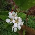 abergavennyorchard (@abergavennyorch) Twitter profile photo