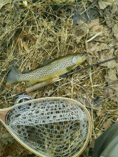 Conservative who still believes in constitution. Proud father and avid outdoors man.