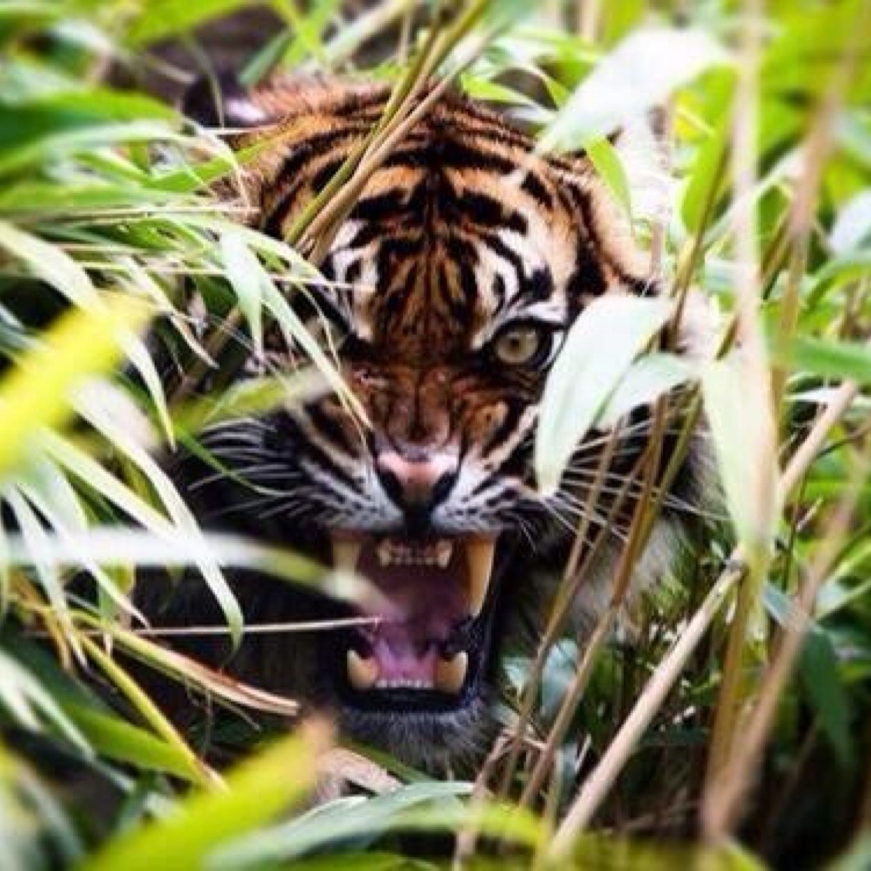 Clear0utterr's profile picture. I am a clearouter on every cod game mw2,mw3,bo1,bo2,ghost,cod4 My gt is Astral FS i am a former of astral