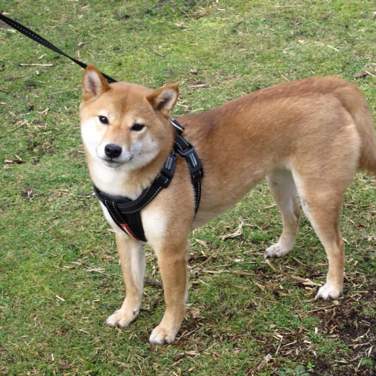 platypus sewing pattern