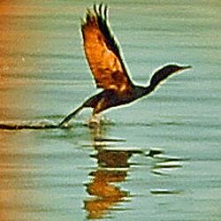 BrasdOrLife's profile picture. Country-living on the Bras d'Or