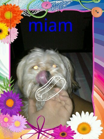 lubie psy