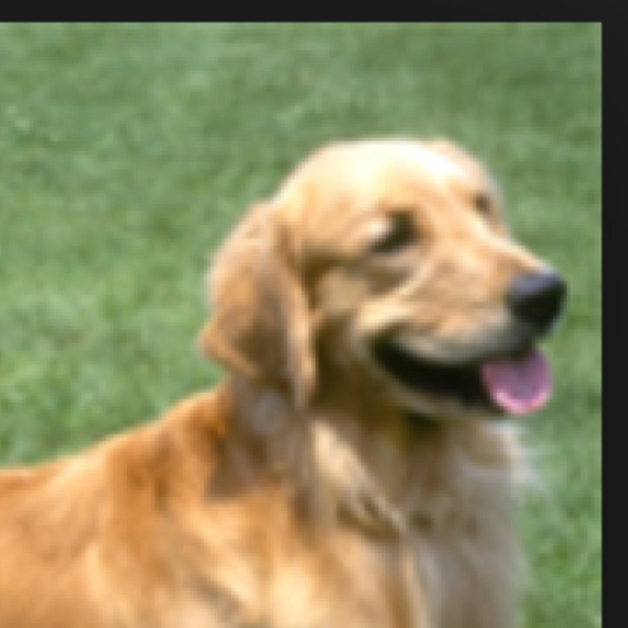 Golden retriever mate:none... has a secret (pack:blood-pack) female