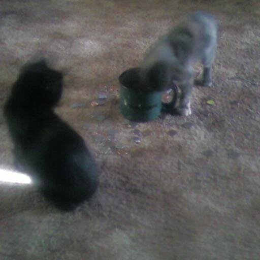 splitboltt's profile picture. 